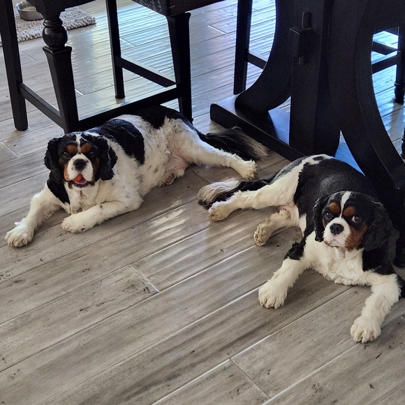 Meet your Posher, Stefie๐ฆ๐๐ฆ - Picture 6 of 9